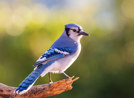 A blue bird on a branch