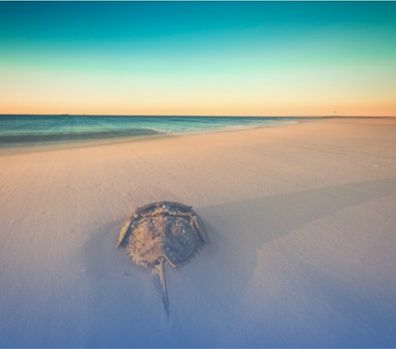 a turtle on the beach sand